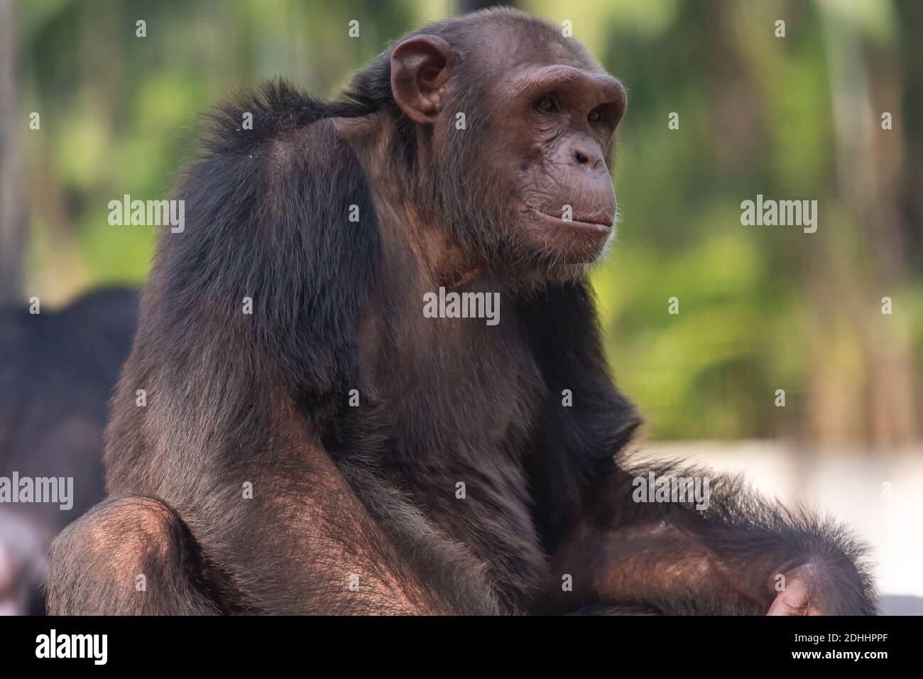 Schimpansen-Affe in Nahaufnahme aus der Porträtansicht, aufgenommen bei einem Indisches Tierschutzgebiet Stockfoto