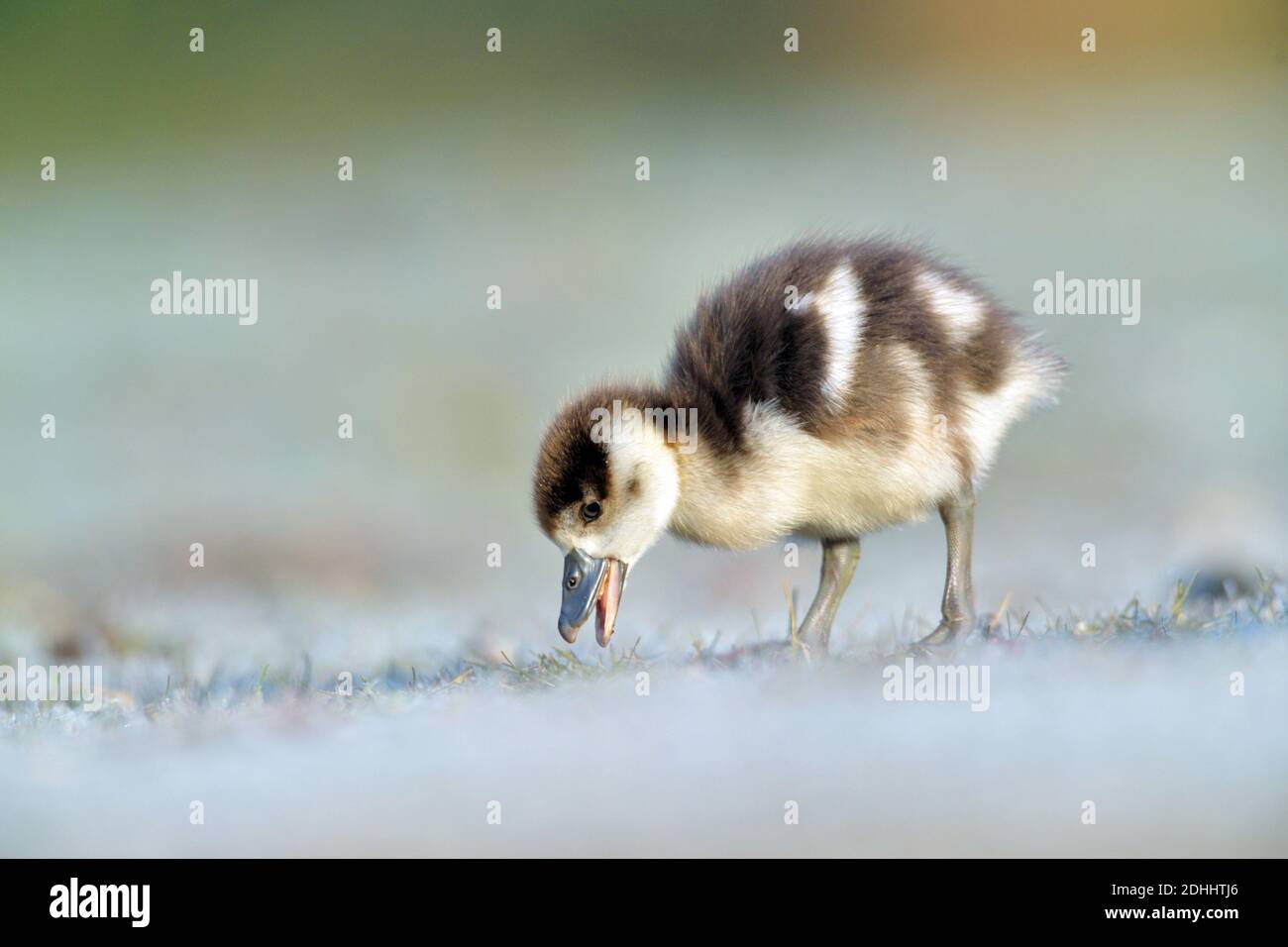 Nilgans, Küken, Jungtier (Alopochen aegyptiacus), Stockfoto