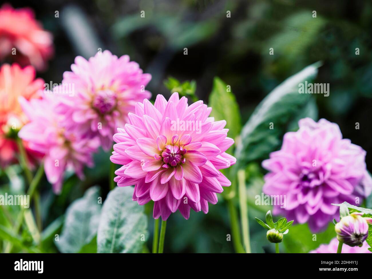 Dahlia, rosa gefärbte 'Pom Pom' Blume wächst im Freien. Stockfoto
