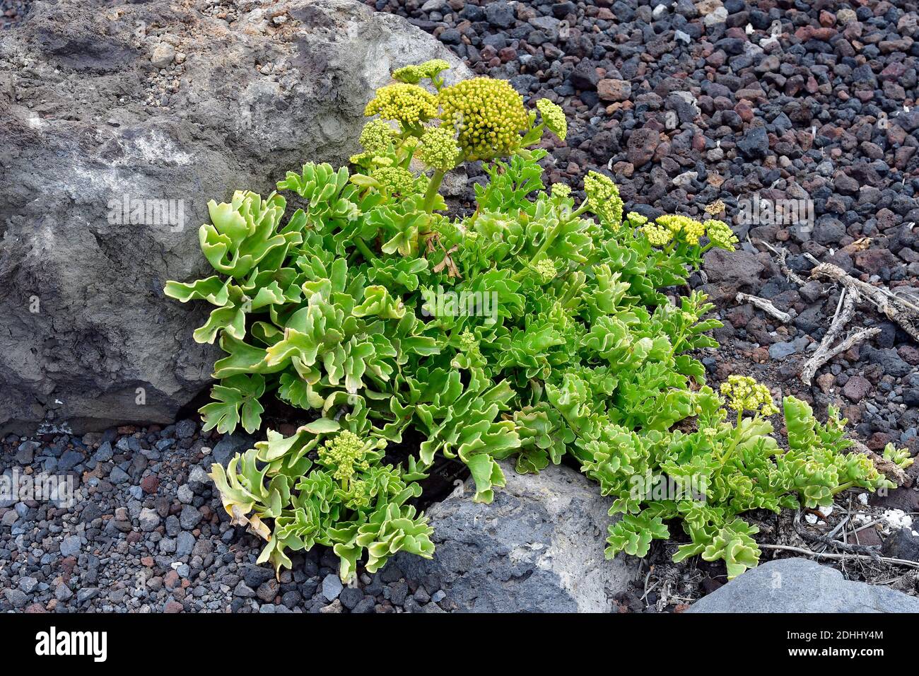 Spanien, Kanarische Inseln, Teneriffa, Astydamia latifolia alias Canary Samphire Pflanze auf Lavakies, endemisch auf den Kanarischen Inseln Stockfoto