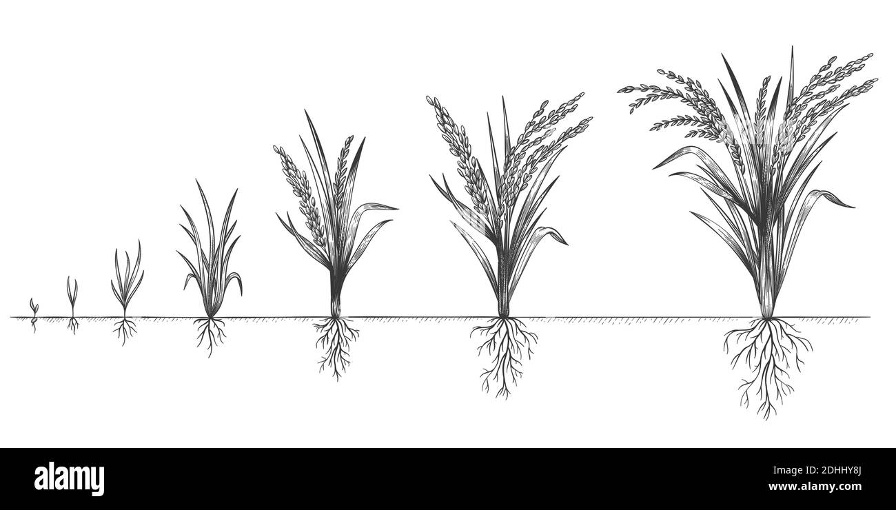 Reiswachstum. Pflanzenkulturen Anbauzyklus. Skizzieren Sie die Lebensstadien von Getreide auf dem Bauernhof. Von Hand gezeichnete Stacheletts im Boden. Grains erhöhen Schritte Vektor-Konzept Stock Vektor