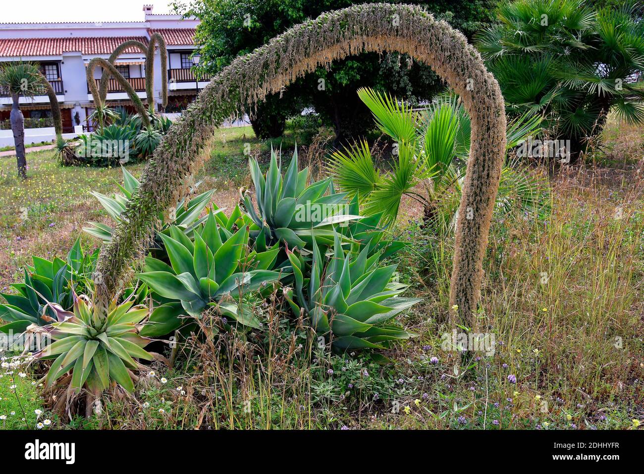 Spanien, Kanarische Inseln, Teneriffa, Agave attenuata aka Foxtail Agave  oder Schwanenhals im ffentlichen Park in Puerto de la Cruz Stockfotografie  - Alamy