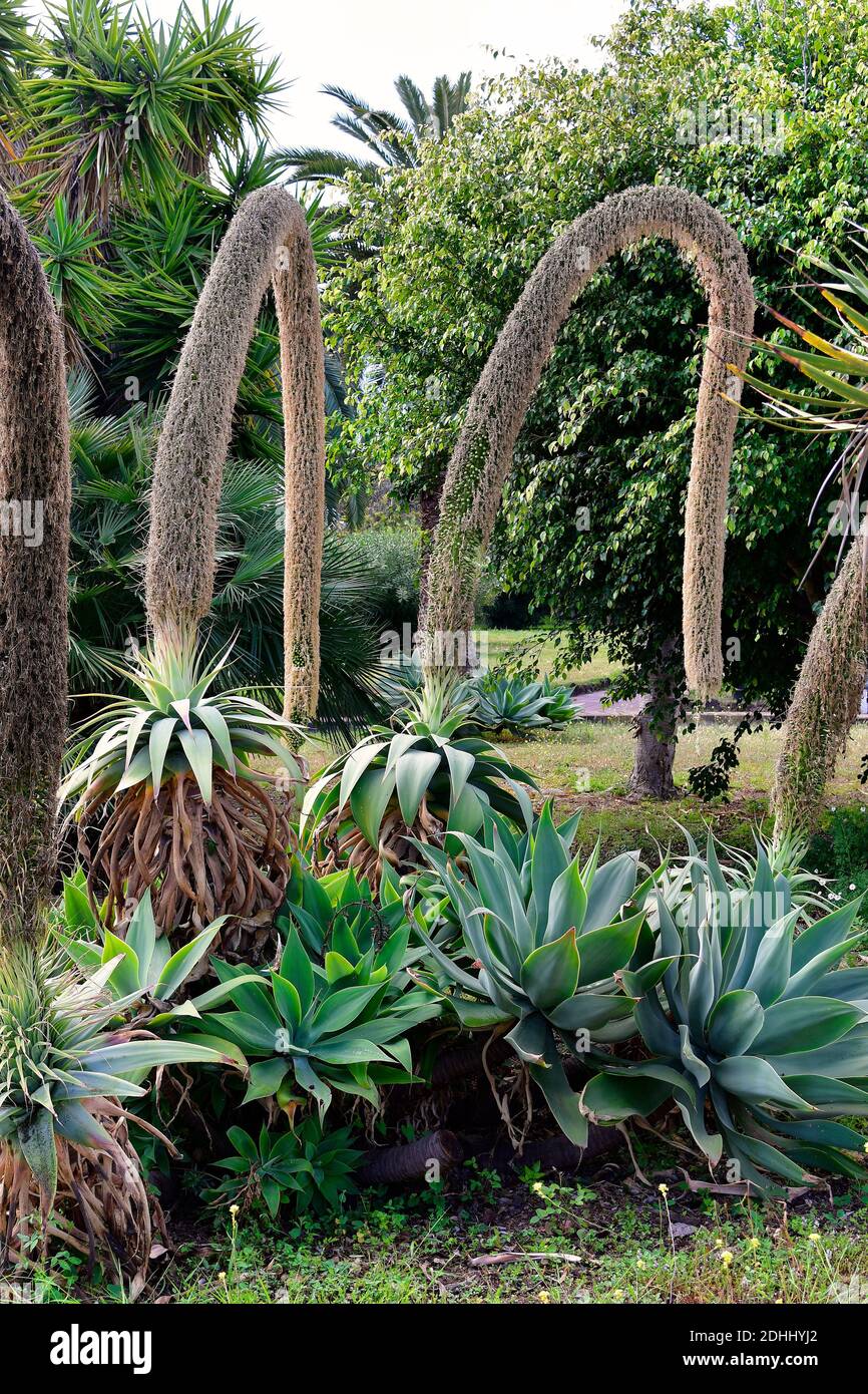 Spanien, Kanarische Inseln, Teneriffa, Agave attenuata aka Foxtail Agave  oder Schwanenhals im ffentlichen Park in Puerto de la Cruz Stockfotografie  - Alamy