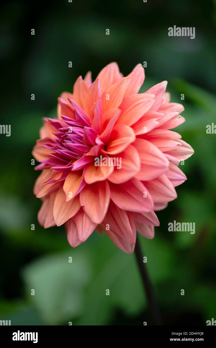 Dahlia, Seitenansicht einer einzelnen orange gefärbten Blume, die im Freien wächst. Stockfoto