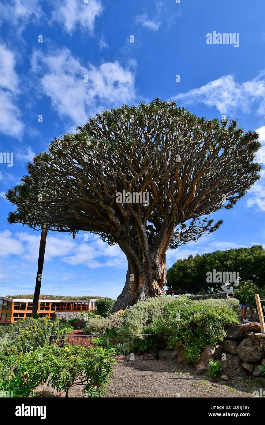 Spanien, Kanarische Inseln, Teneriffa, größter Drachenbaum in Icod de lod Vinos Stockfoto