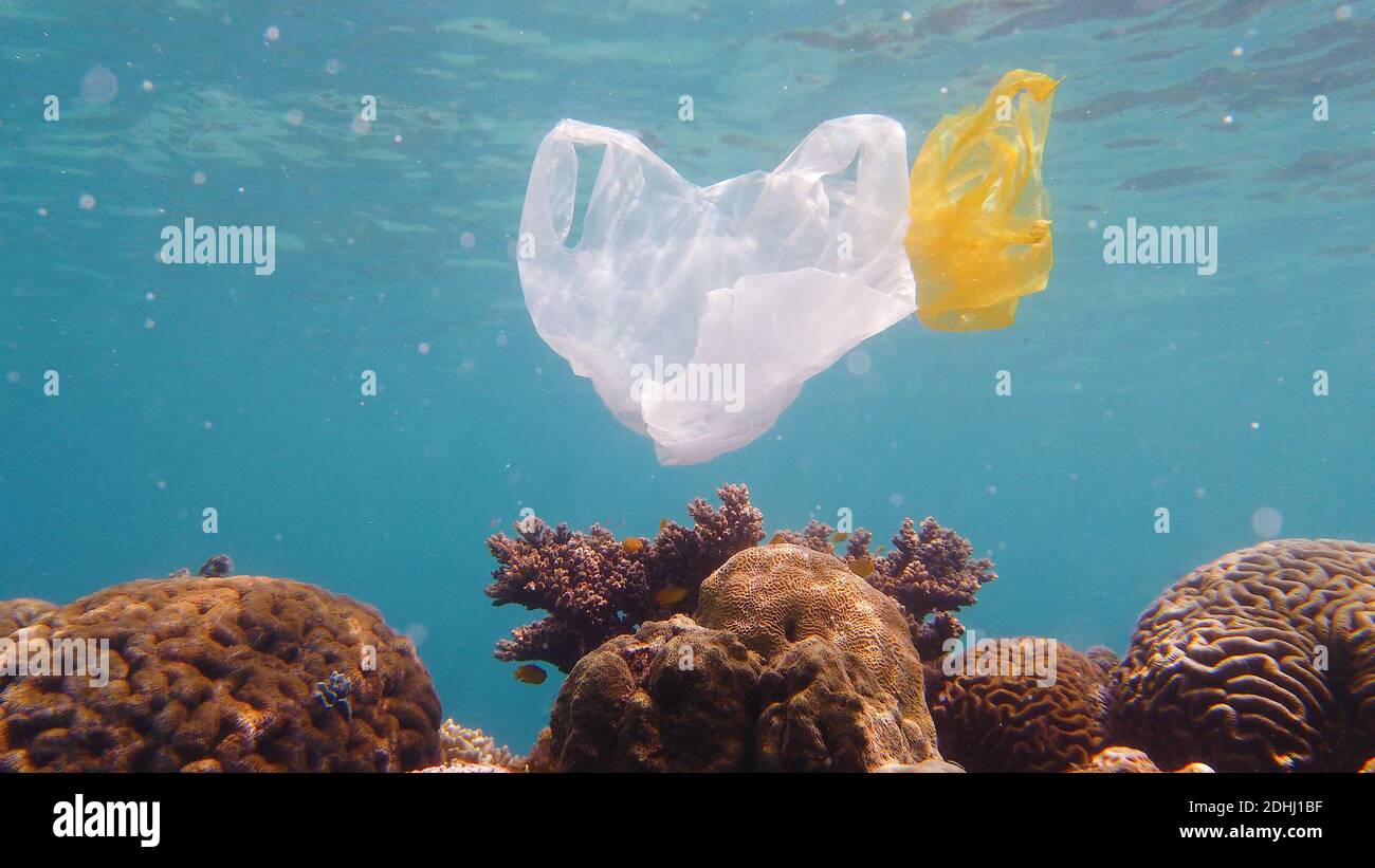 Umweltverschmutzung - EIN weggeworfener weißer Plastikbeutel driftet über ein tropisches Korallenriff. Ökologisches Problem. Stockfoto