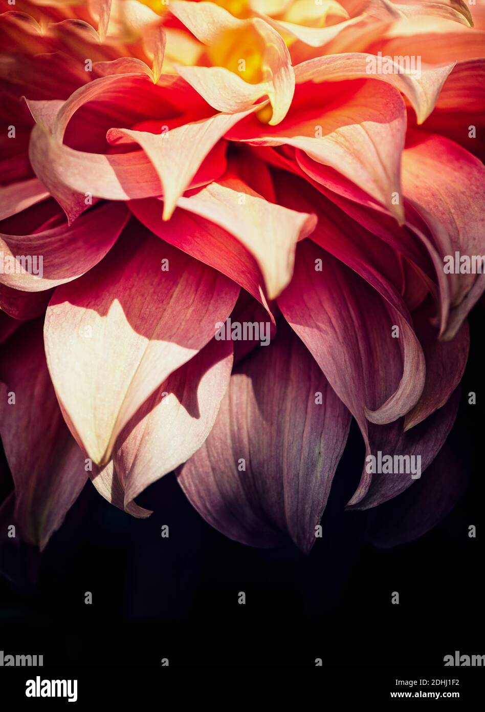 Dahlia, rosa gefärbte zottelige Blume wächst im Freien. Stockfoto