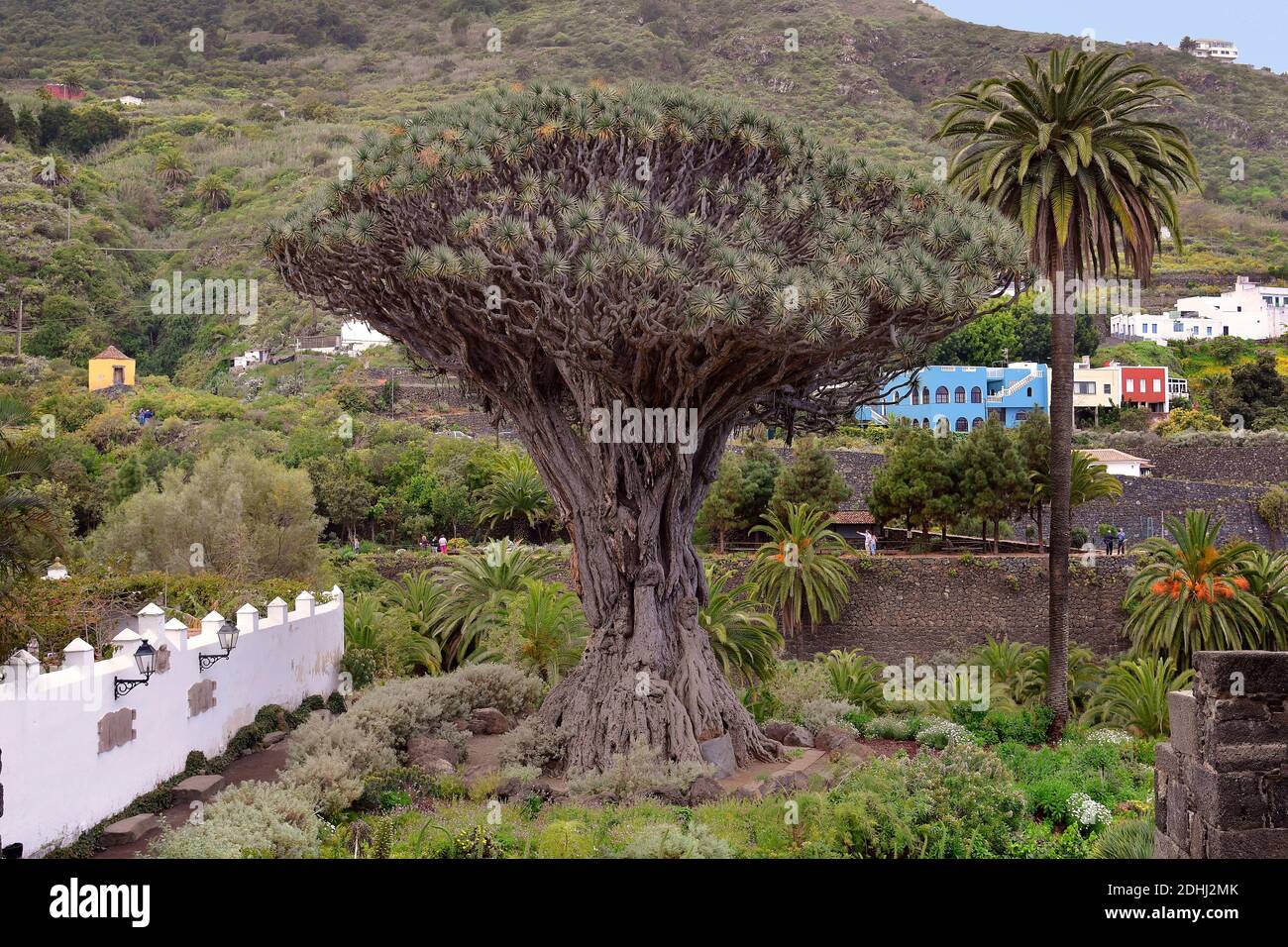 Spanien, Kanarische Inseln, Teneriffa, ltester Drachenbaum in Icod de los  Vinos Stockfotografie - Alamy
