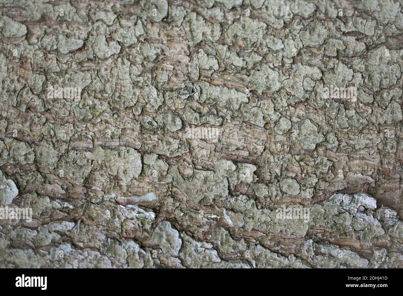 Abstrakte Hintergründe: Textur einer mittelalten Fichtenrinde (35 Jahre) Stockfoto