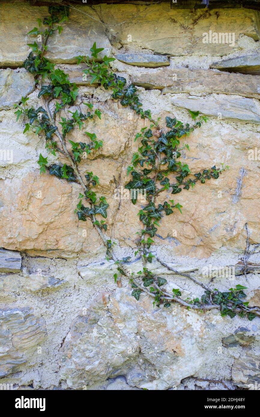 Abstrakte Hintergründe: Alte Kalksteinmauer mit Efeu überwuchert Stockfoto