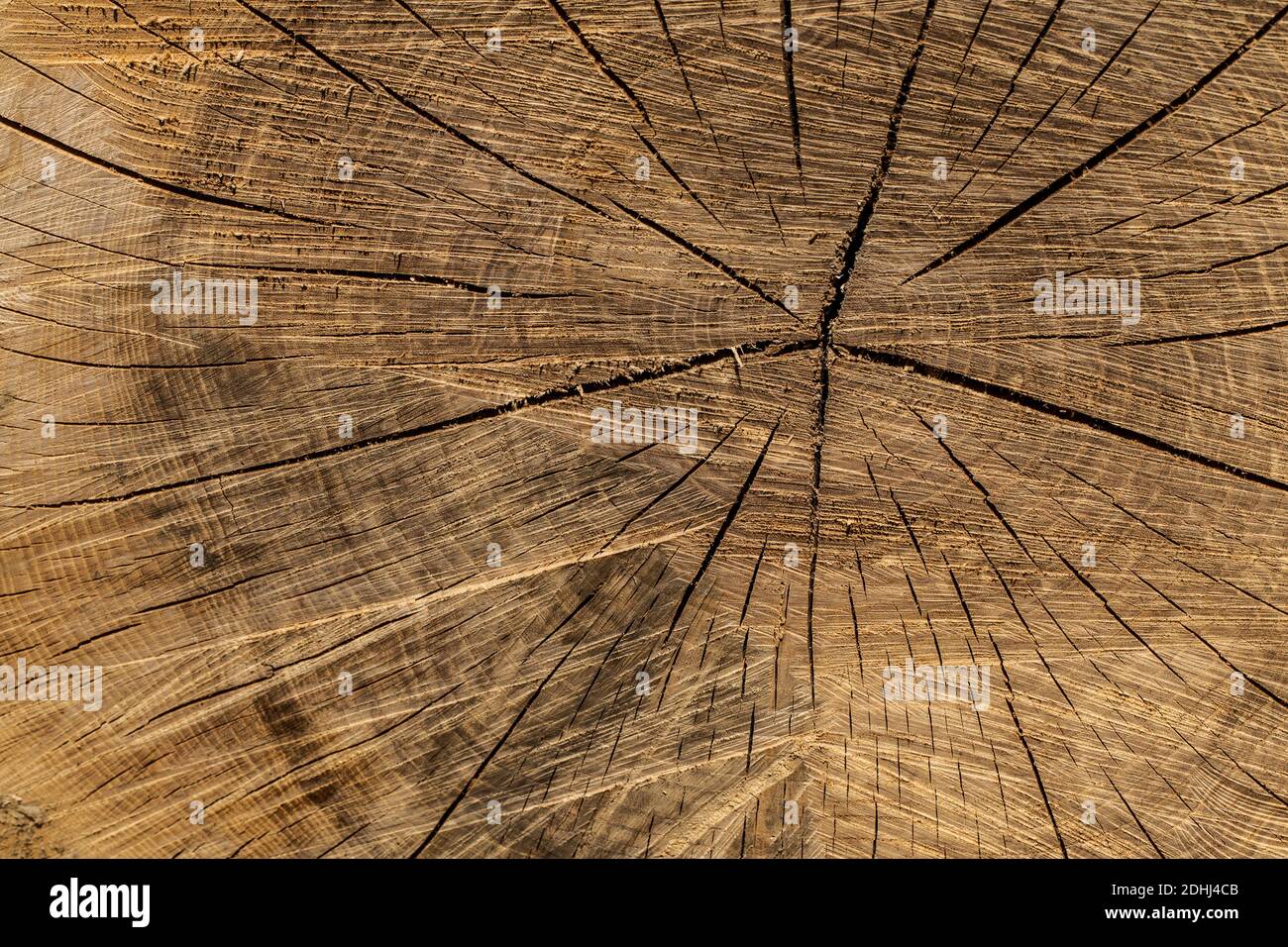 Querschnitt durch einen Baumstamm Stockfoto