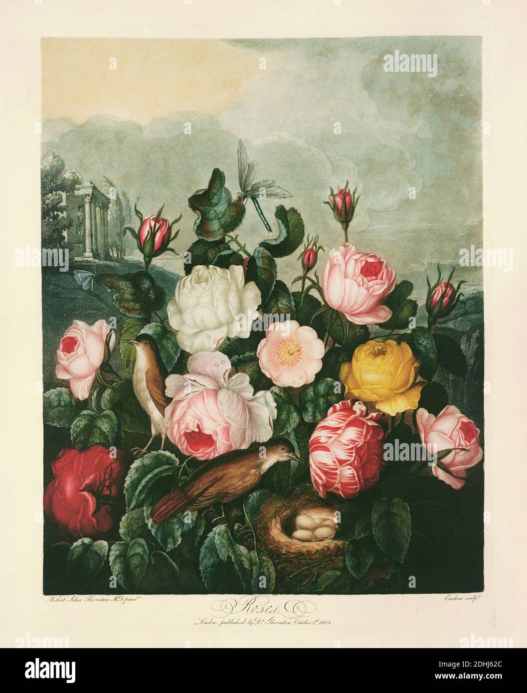 Rosen - Rosa Centifolia L, Rosa hemisphaerica. Veröffentlicht von Robert John Thornton (1768-1837), einem englischen Arzt und botanischen Schriftsteller, in 'A New Ill Stockfoto