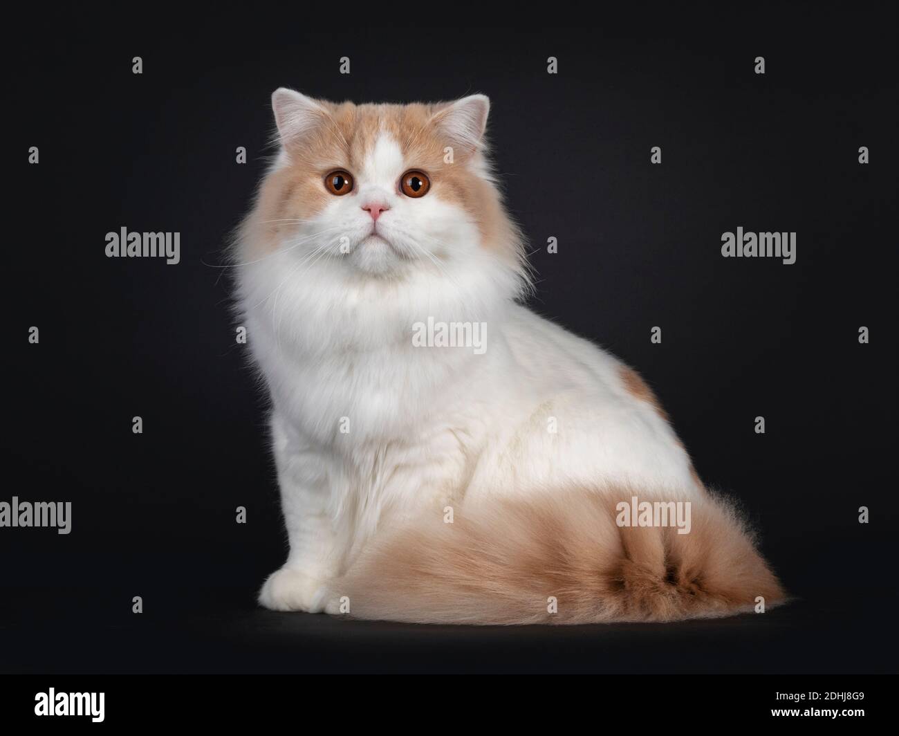 Beeindruckende Creme mit weißen jungen erwachsenen britischen Langhaarkatze, sitzende Seitenwege, mit Blick auf die Kamera. Isoliert auf schwarzem Hintergrund. Stockfoto