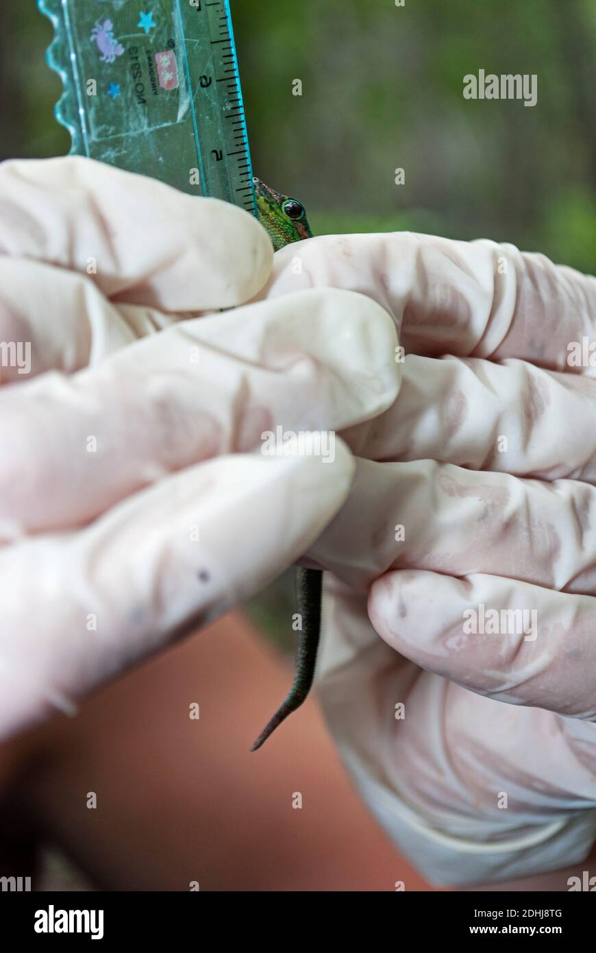 Mauritius Lowland Day Gecko (Phelsuma guimbeui), Mauritius Stockfoto