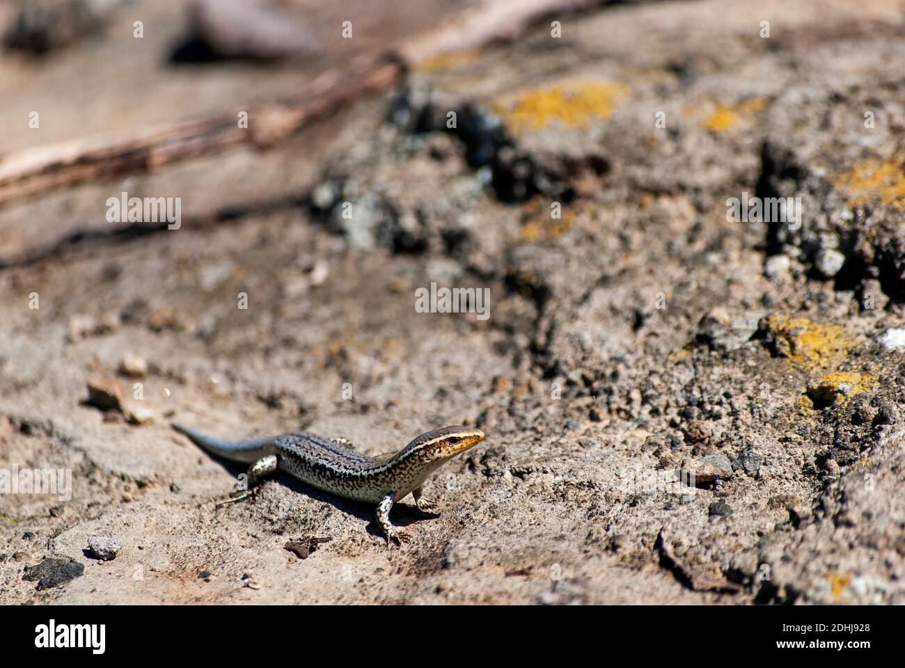 Bojer´s Skink (Gongylomorphus bojerii), Round Island, Mauritius Stockfoto