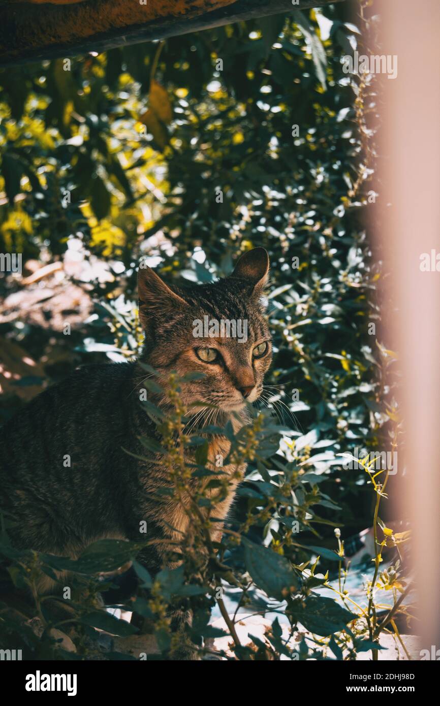 Streunende Katze versteckt in einer Ecke der Stadt auf Ein Sommertag Stockfoto