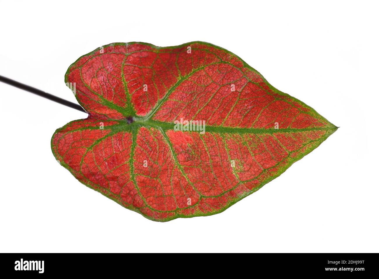 Nahaufnahme des Blattes der exotischen 'Caladium Thai Danasty' Zimmerpflanze Mit roten Blättern und grünen Adern isoliert auf weißem Hintergrund Stockfoto