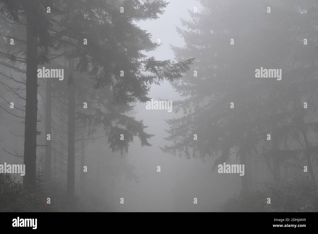Stock Bilder von Nebel im Wald - North Downs in der Nähe von West Horsley, Surrey.- Dick Focks Common - Forestry Commission. Bild zeigt Nebel, Bäume, Nebel über dieser malerischen Gegend von Surrey. Bild aufgenommen am 7. Dezember 2020 Stockfoto