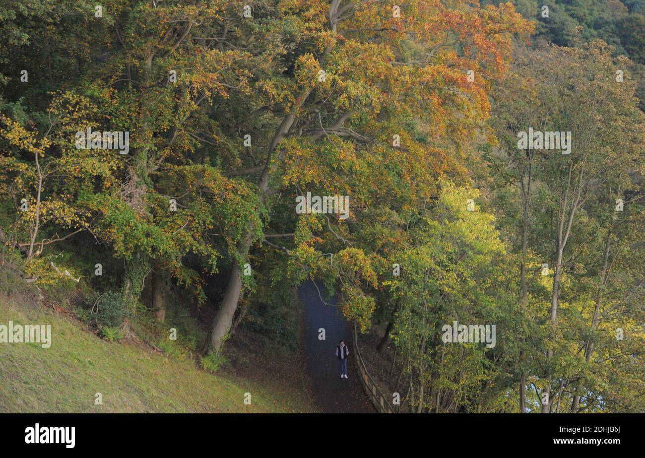 Herbstfarbe in Pelaw Woods am Ufer des Flusses Wear in Durham City. Bild aufgenommen am 16. Oktober 2020 Stockfoto