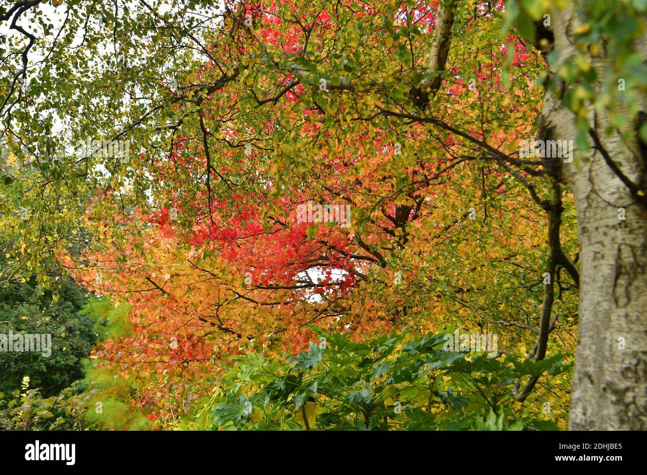 Feature on Stoke Park, Guildford - Herbstfarben, wie die Arbeiten zur Wiederherstellung und Verbesserung der orientalischen Gärten fortgesetzt. Guildford, Surrey. Bild aufgenommen am 20. Oktober 2020 Stockfoto
