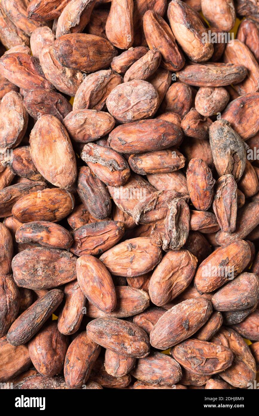 Ein Bereich von nicht gerösteten Kakaobohnen Stockfoto