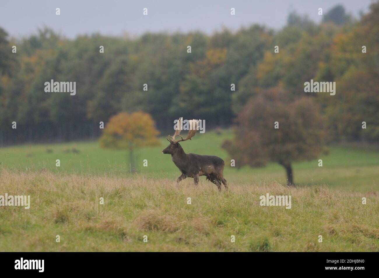 Ein Junggesellenabschied auf dem Gelände von Raby Castle, Grafschaft Durham, umgeben von Herbstfarben. Bild aufgenommen am 16. Oktober 2020 Stockfoto