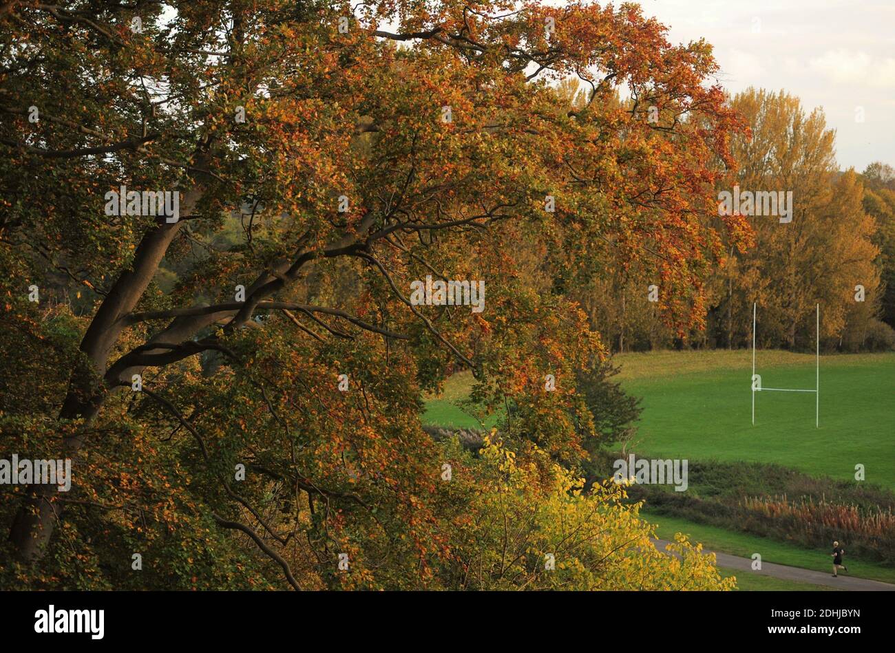 Herbstfarbe in Pelaw Woods am Ufer des Flusses Wear in Durham City. Bild aufgenommen am 16. Oktober 2020 Stockfoto