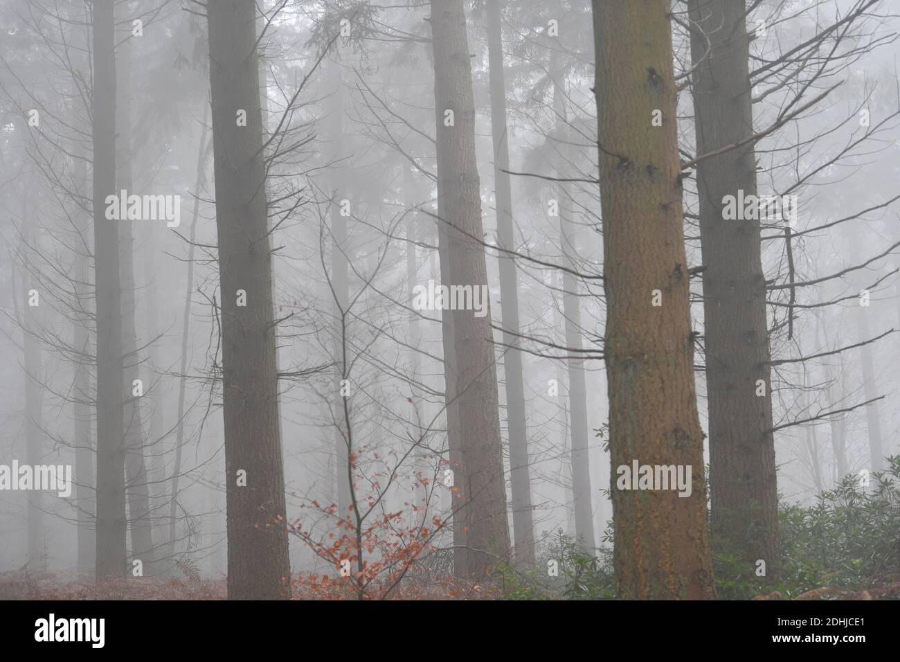 Stock Bilder von Nebel im Wald - North Downs in der Nähe von West Horsley, Surrey.- Dick Focks Common - Forestry Commission. Bild zeigt Nebel, Bäume, Nebel über dieser malerischen Gegend von Surrey. Bild aufgenommen am 7. Dezember 2020 Stockfoto