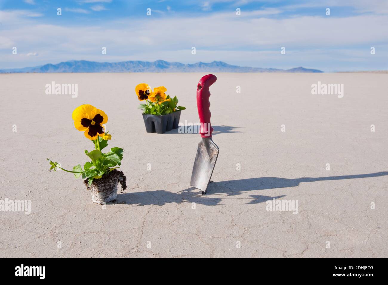 Blumenstrauß mit Kelle auf Salz flach. Stockfoto