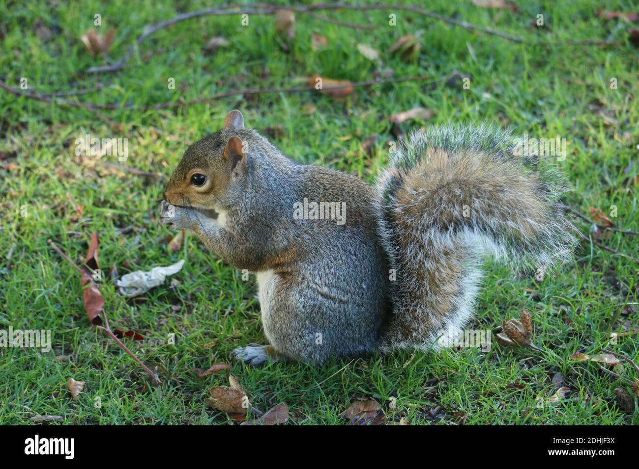 Nahaufnahme eines Grauhörnchen (Sciurus carolinensis) beim Essen Stockfoto