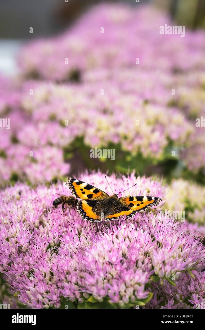 Ein kleiner Tortoiseshell Schmetterling Aglais urtica und eine Biene, die sich von den Blüten einer Sedum Pflanze ernährt. Stockfoto