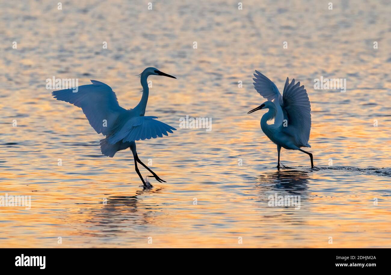 Rötliche Reiher (Egretta ufescens), weiße Morphe, bei Sonnenuntergang in der Nähe der Ozeanküste, Galveston, Texas, USA. Stockfoto