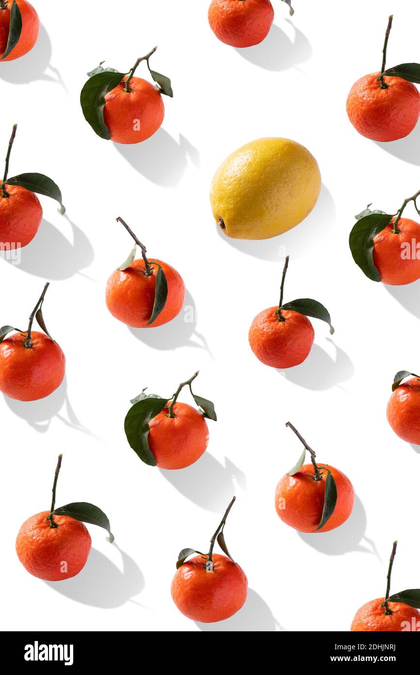 Draufsicht Komposition mit frischer gelber Zitrone inmitten von Orange platziert Mandarinen mit grünen Blättern auf weißem Hintergrund Stockfoto