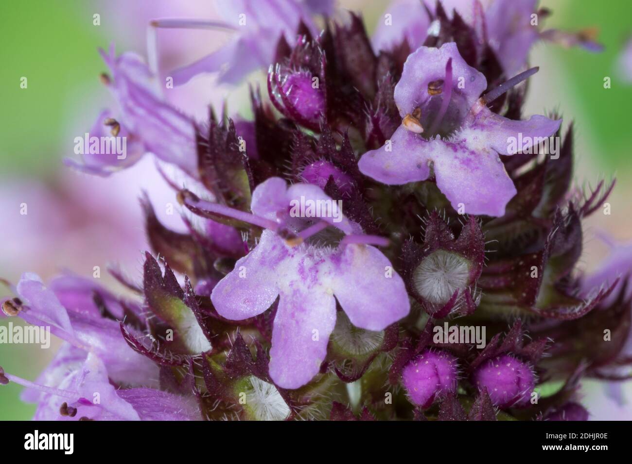 Feld-Thymian, Blüten, Einzelblüte, Thymian, Wilder Thymian, Feldthymian, Quendel, Breitblättriger Thymian, Arznei-Thymian, Gemeiner Thymian, Gewöhnlich Stockfoto