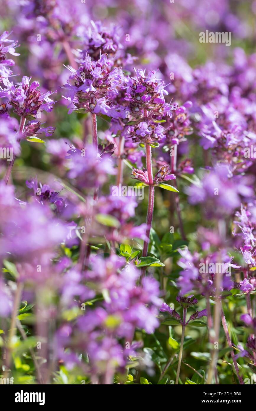 Feld-Thymian, Thymian, Wilder Thymian, Feldthymian, Quendel, Breitblättriger Thymian, Arznei-Thymian, Gemeiner Thymian, Gewellicher Thymian, Quendel- Stockfoto