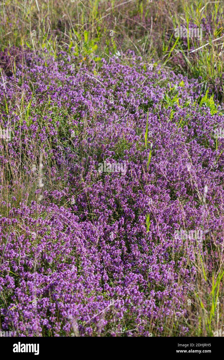 Feld-Thymian, Thymian, Wilder Thymian, Feldthymian, Quendel, Breitblättriger Thymian, Arznei-Thymian, Gemeiner Thymian, Gewellicher Thymian, Quendel- Stockfoto