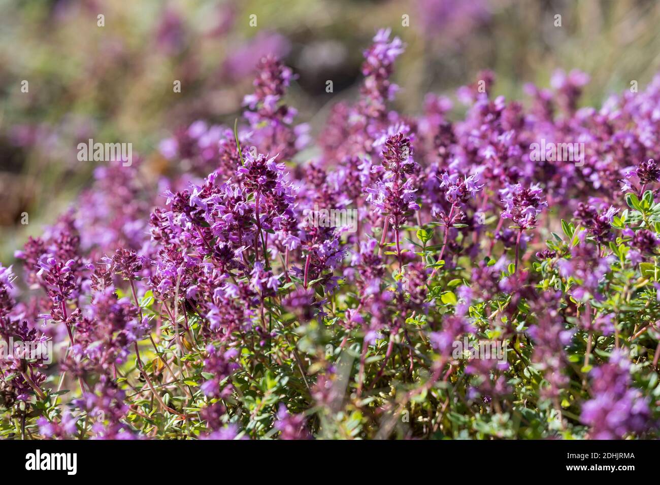 Feld-Thymian, Thymian, Wilder Thymian, Feldthymian, Quendel, Breitblättriger Thymian, Arznei-Thymian, Gemeiner Thymian, Gewellicher Thymian, Quendel- Stockfoto