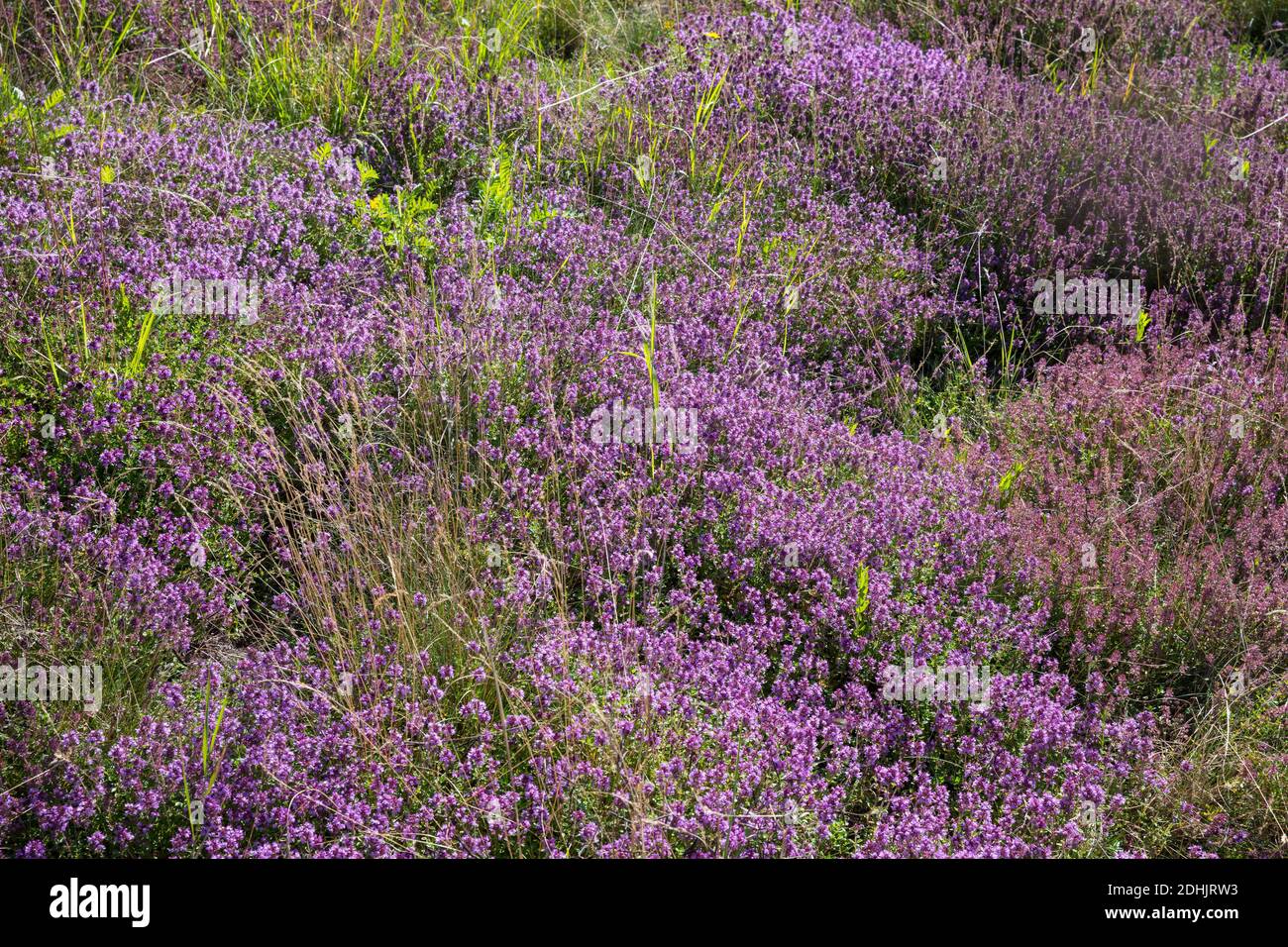 Feld-Thymian, Thymian, Wilder Thymian, Feldthymian, Quendel, Breitblättriger Thymian, Arznei-Thymian, Gemeiner Thymian, Gewellicher Thymian, Quendel- Stockfoto