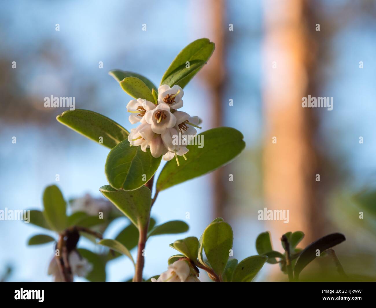 Blühende Preiselbeerzweige Stockfoto