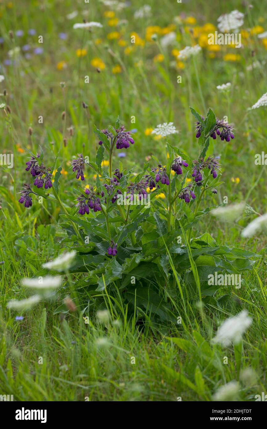 Beinwell, echter Beinwell, gewöhnlicher Beinwell, Arznei-Beinwell, Beinwurz, Wilder Komfrey, Symphytum officinale, Gemeine Beinwell, echte Beinwell, comfr Stockfoto