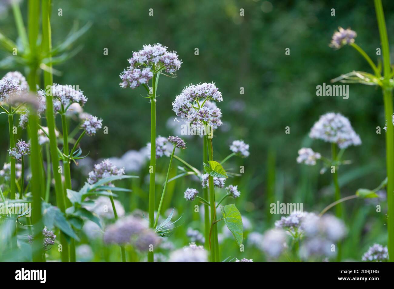 Echter Baldrian, Baldrian, Großer Baldrian, Echter ArzneiBaldrian