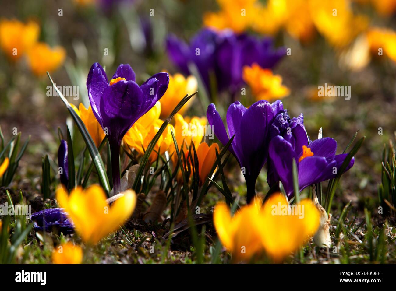 Krokusse wachsen in einem Garten Rasen im frühen Frühjahr Stockfoto