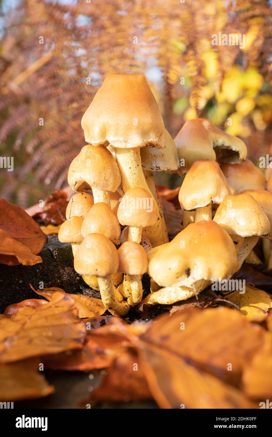 Schwefeltuft-Pilz, Hypholoma fasciculare, auf Blatt bedecktem Baumstumpf Stockfoto