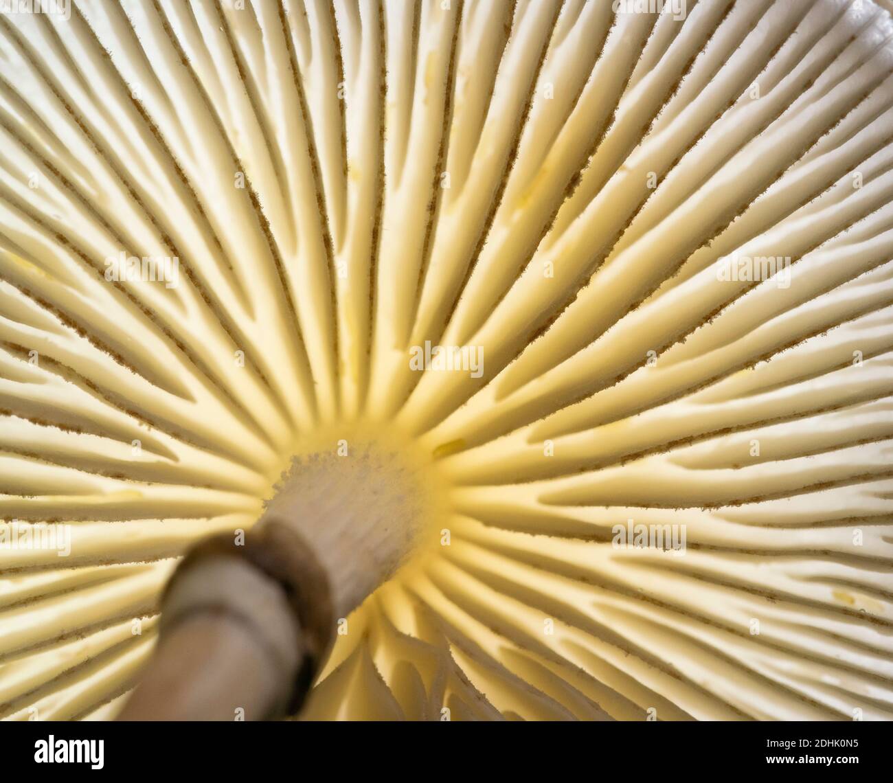 Porzellanpilze, Oudemansiella mucida, Makroaufnahme von hinterleuchteten Kiemen Stockfoto