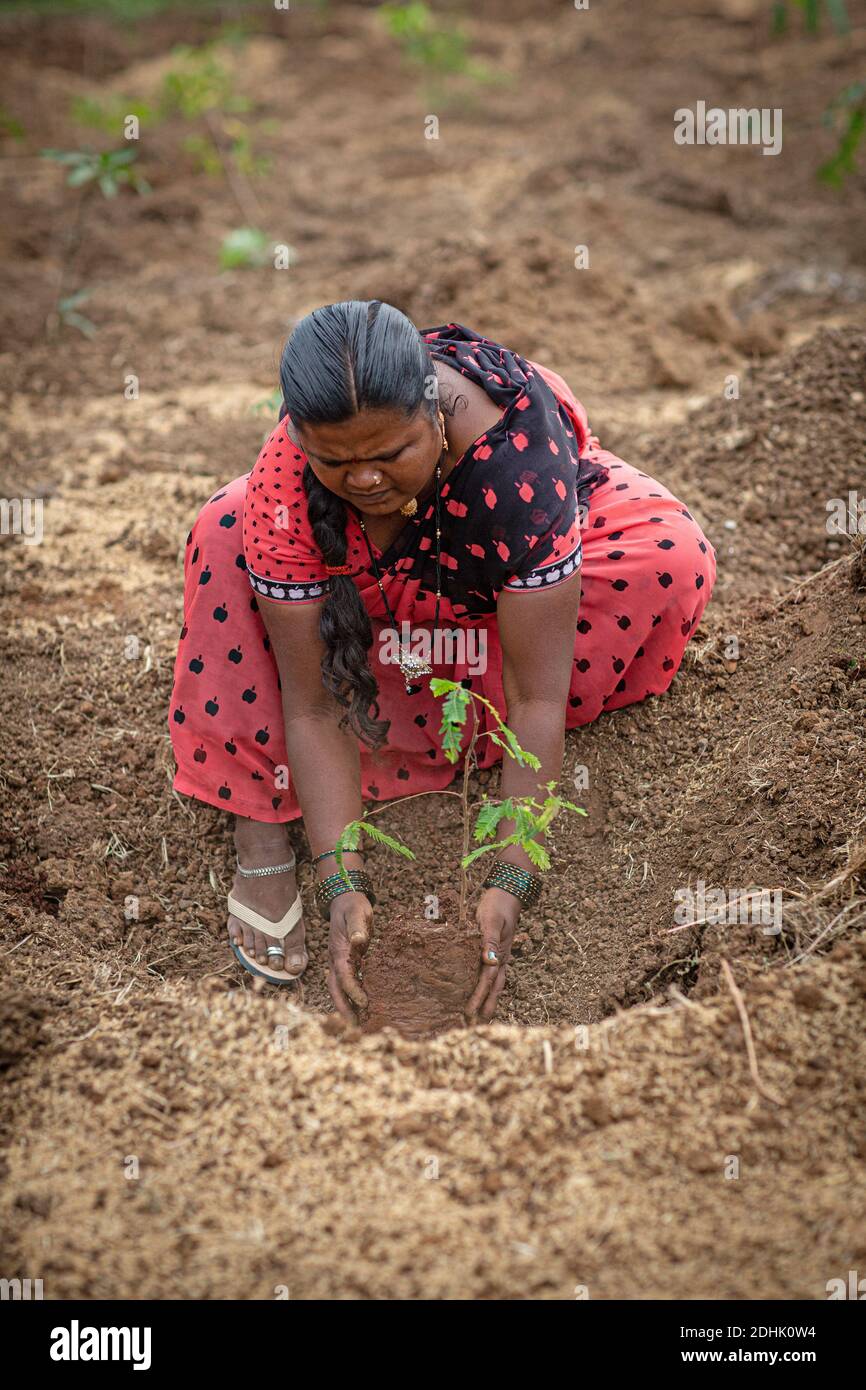 Indische Frau, die Baum in, Nasik, Indien pflanzt. Stockfoto