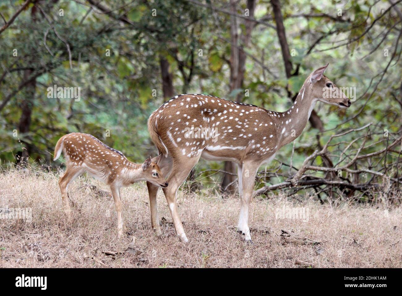 Chital - Rehe mit Rehkitz - Gir Forest National Park, Gujarat, Indien Stockfoto