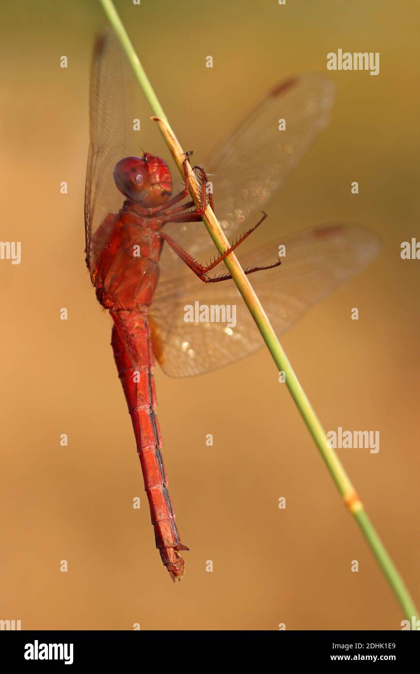 Scarlet Skimmer alias Ruddy Marsh Skimmer Crocothemis servilia - männliche Kutch Bezirk, Gujarat, Indien Stockfoto