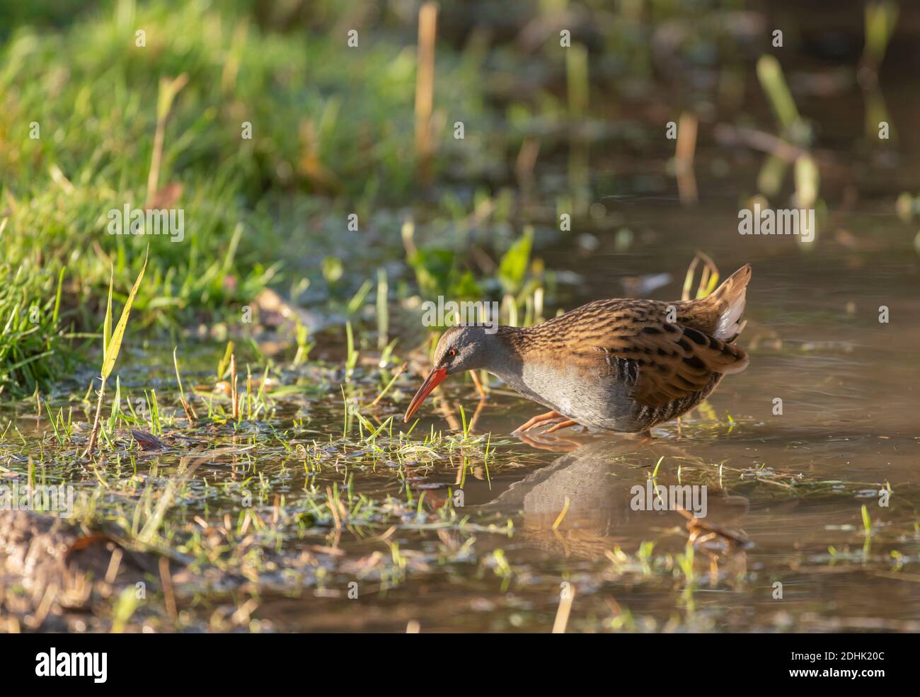 Wasserbahn, Rallye aquaticus, auf der Suche nach Nahrung an einem frühen Wintermorgen Stockfoto