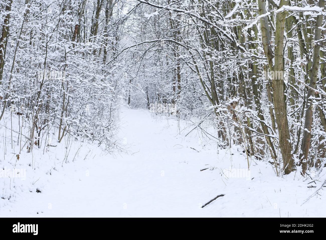 Schneesturm und Nebel im Winterwald. Straße durch den Wald. Winterzeit Stockfoto