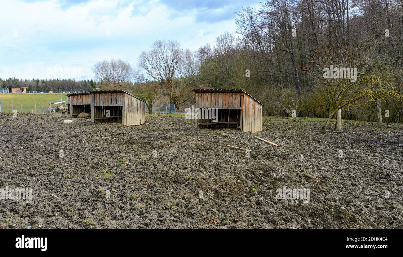 Boogy Outdoor-Gehege mit offenen Holzunterständen für wollige Schweine Stockfoto